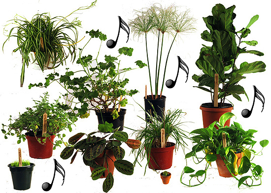 The Effect of Music on Plant Growth
